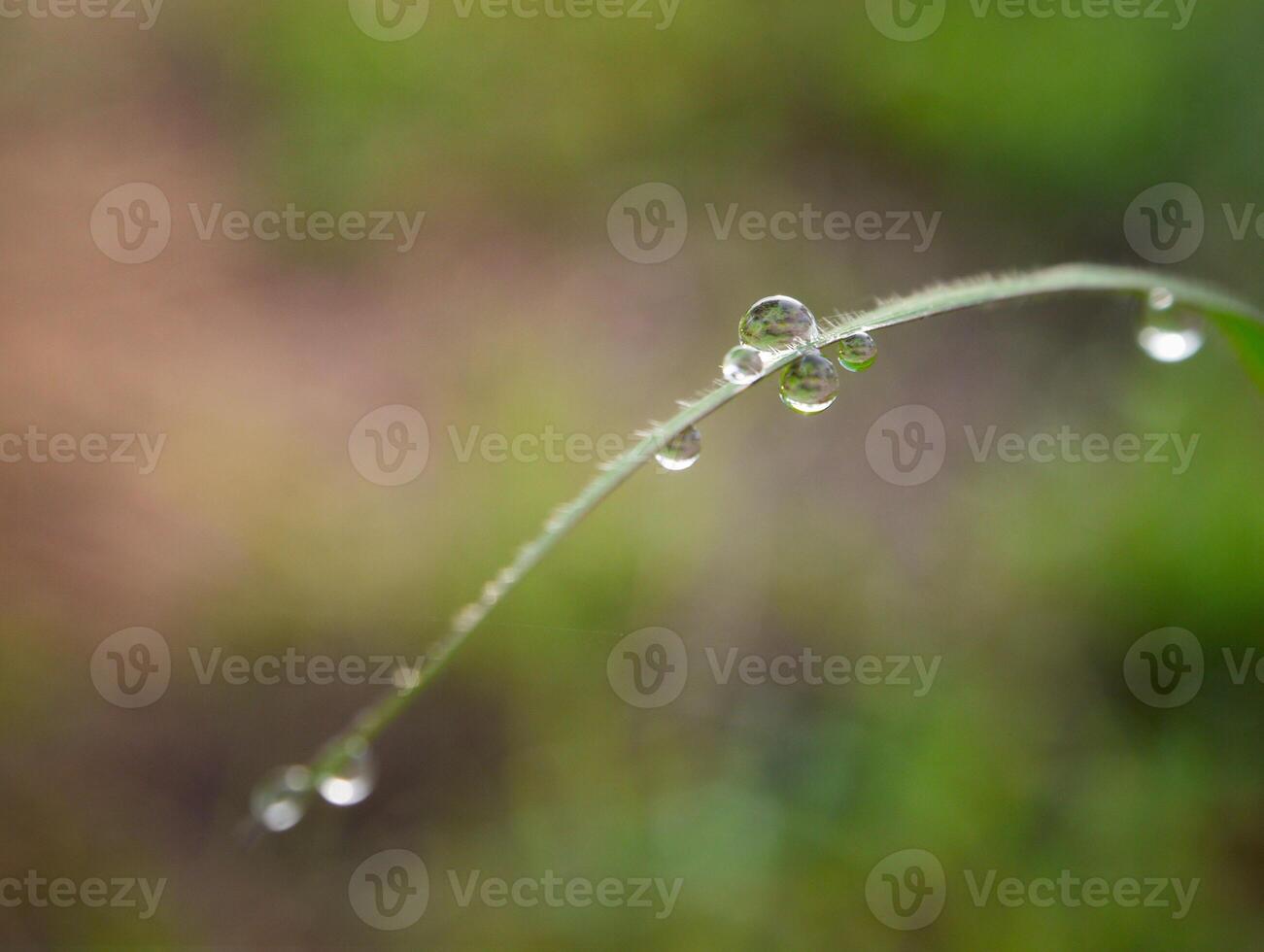 fechar-se do pingos de chuva em folhas foto