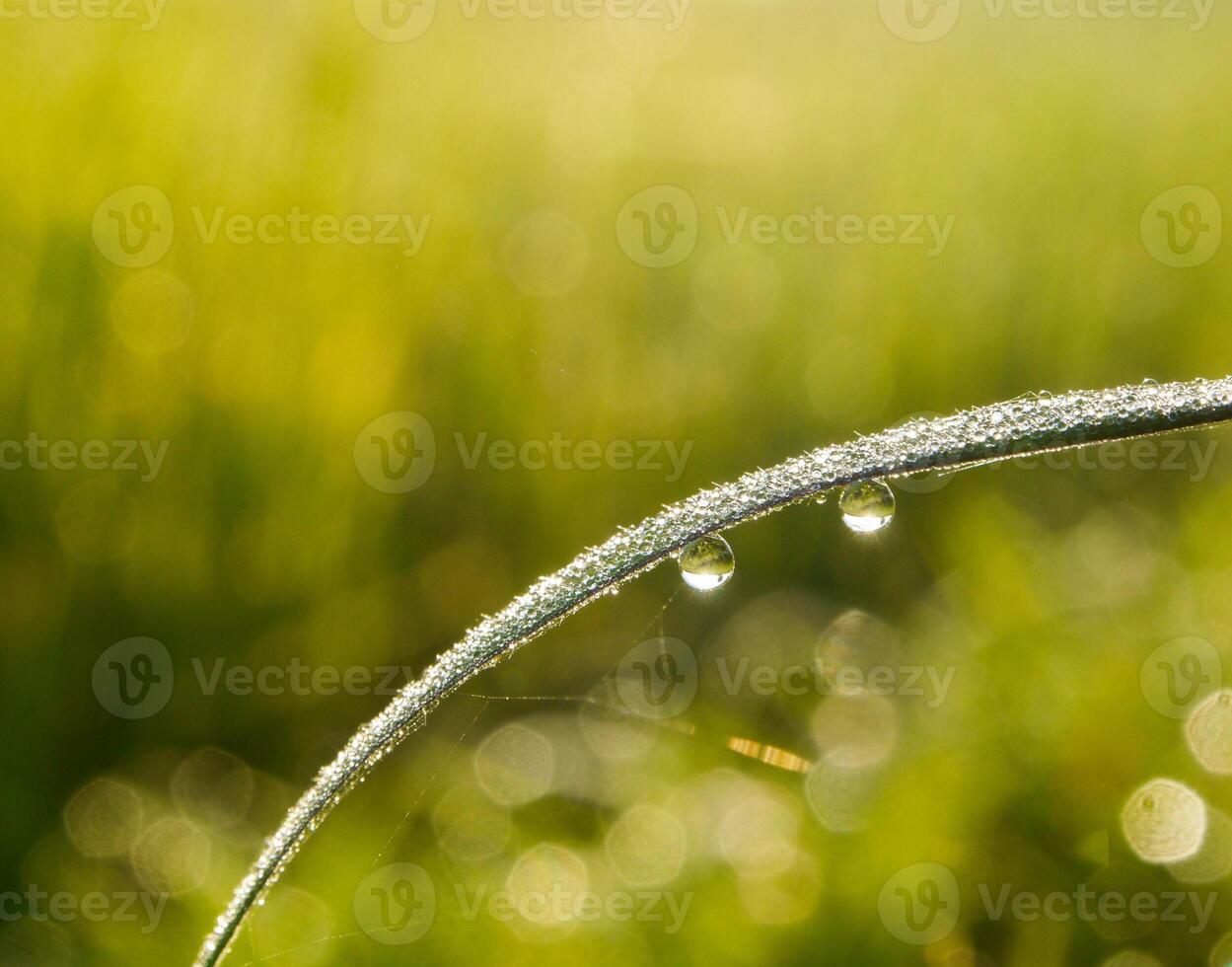 fechar-se do pingos de chuva em folhas foto