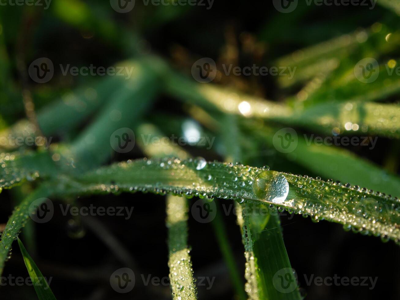 fechar-se do pingos de chuva em folhas foto