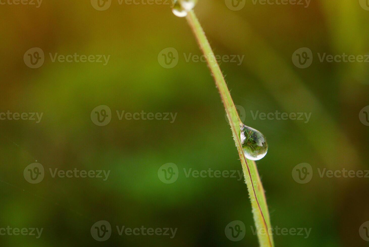 fechar-se do pingos de chuva em folhas foto