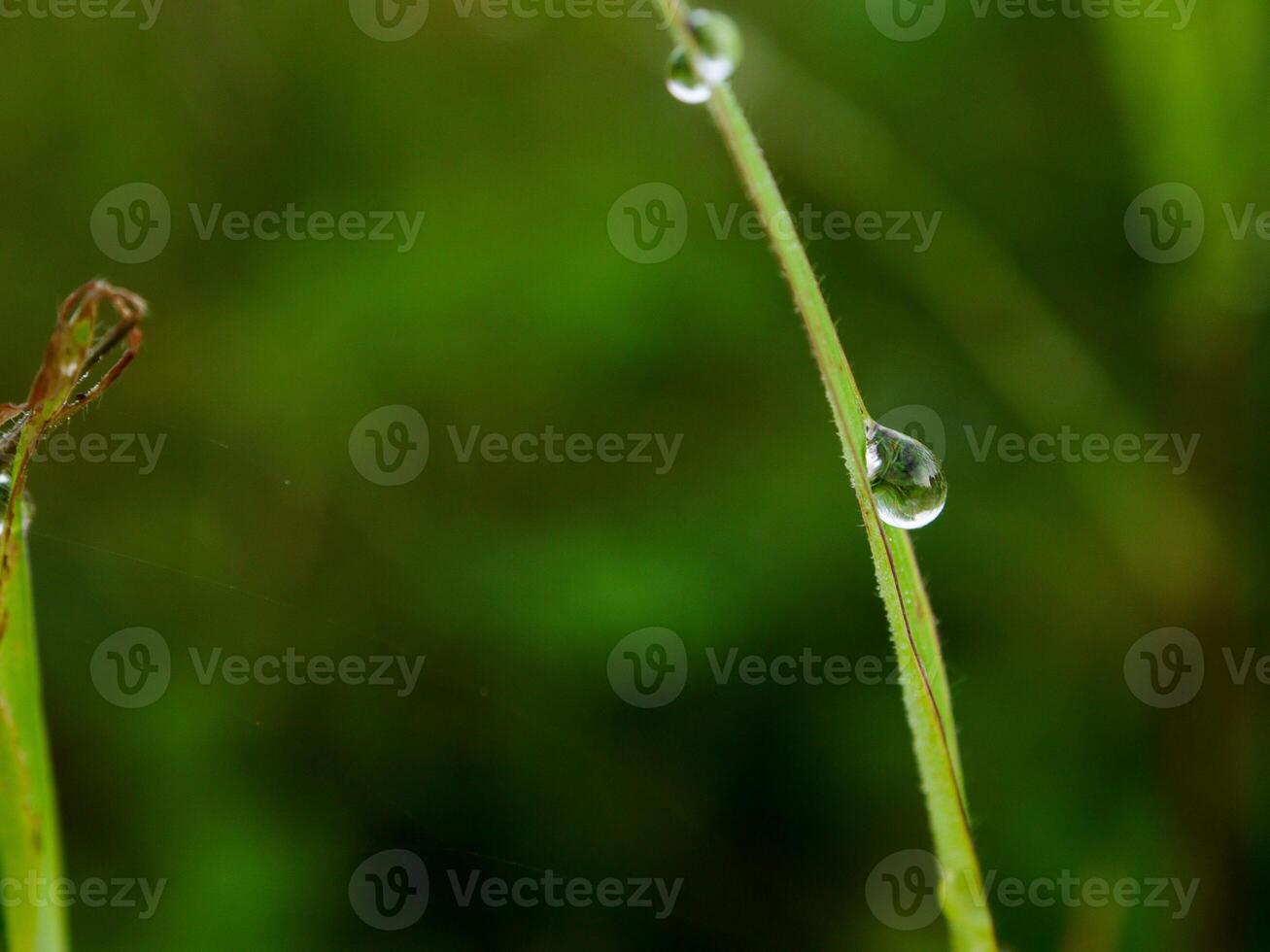 fechar-se do pingos de chuva em folhas foto