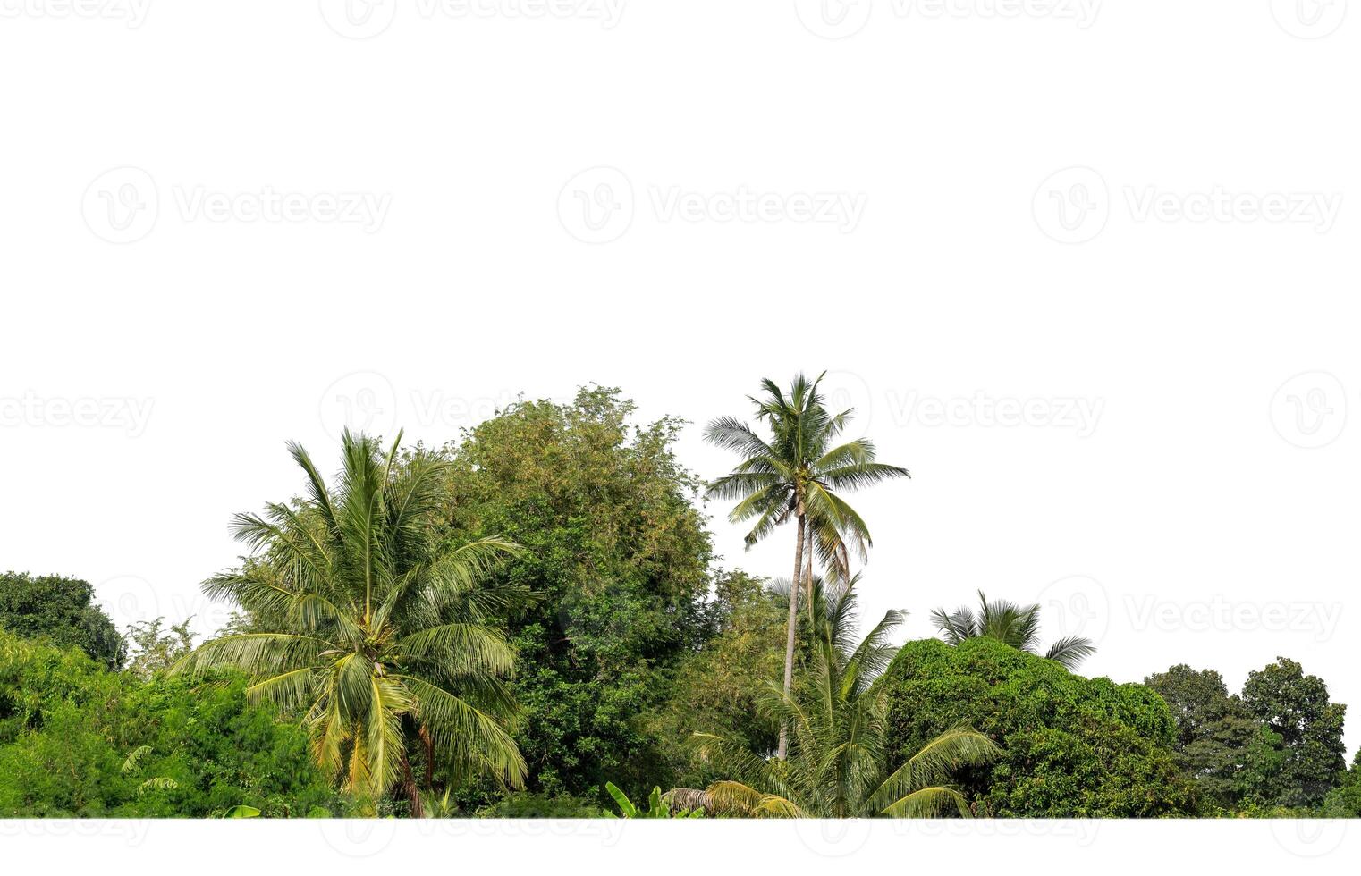 uma grupo do rico verde árvores Alto resolução em branco fundo. foto