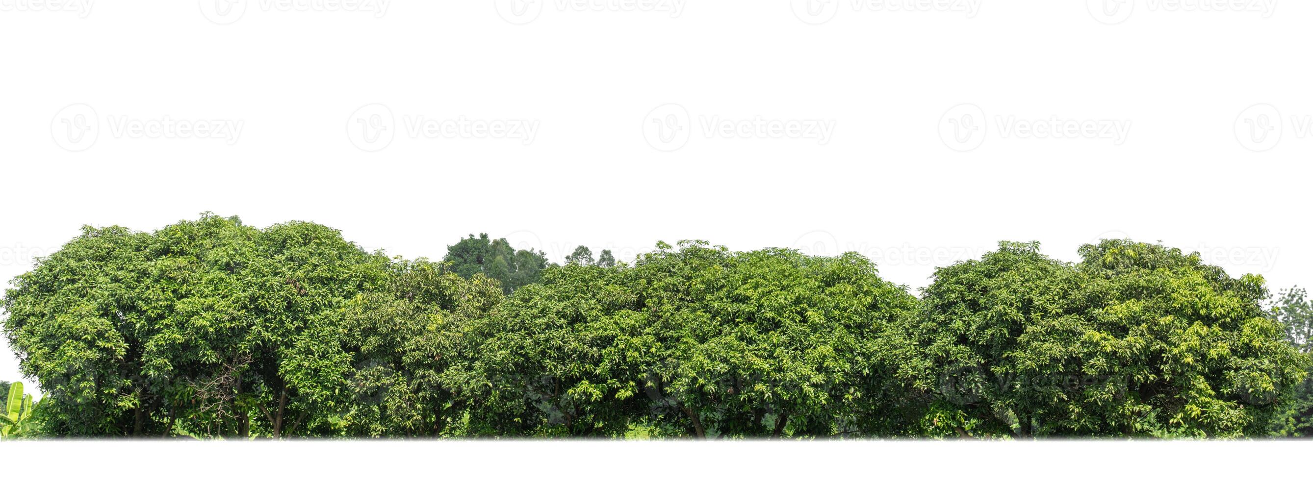 uma grupo do rico verde árvores Alto resolução em branco fundo. foto