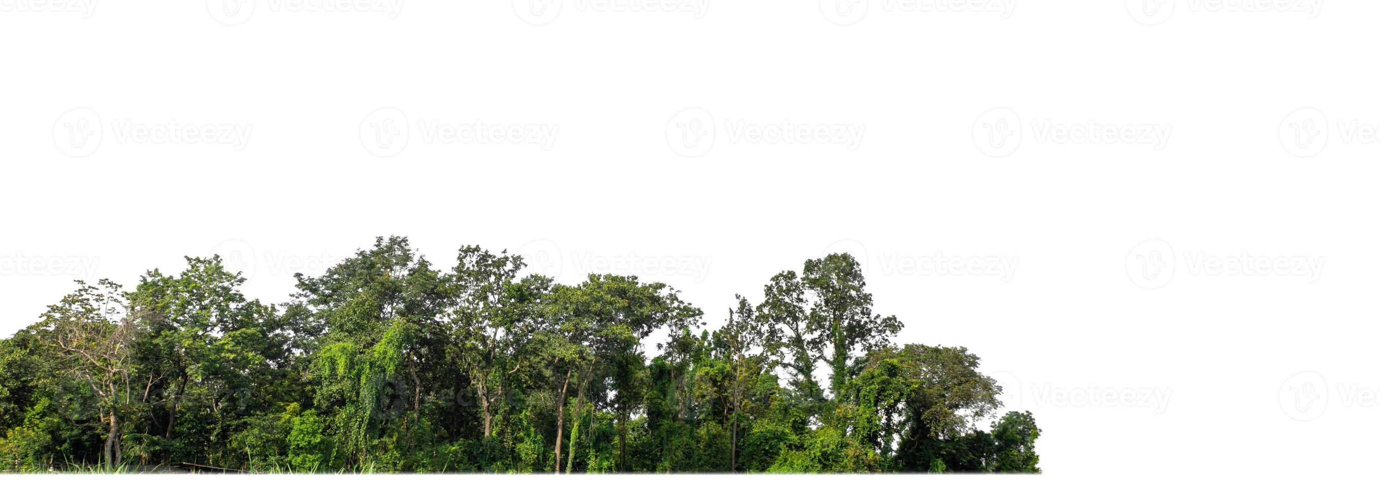 uma grupo do rico verde árvores Alto resolução em branco fundo. foto