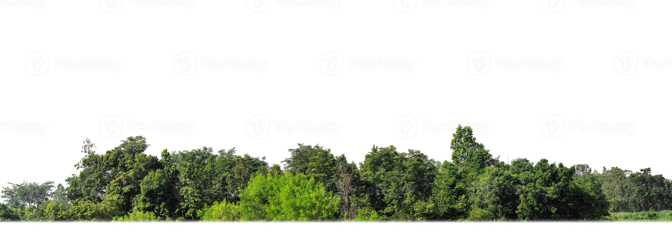 uma grupo do rico verde árvores Alto resolução em branco fundo. foto