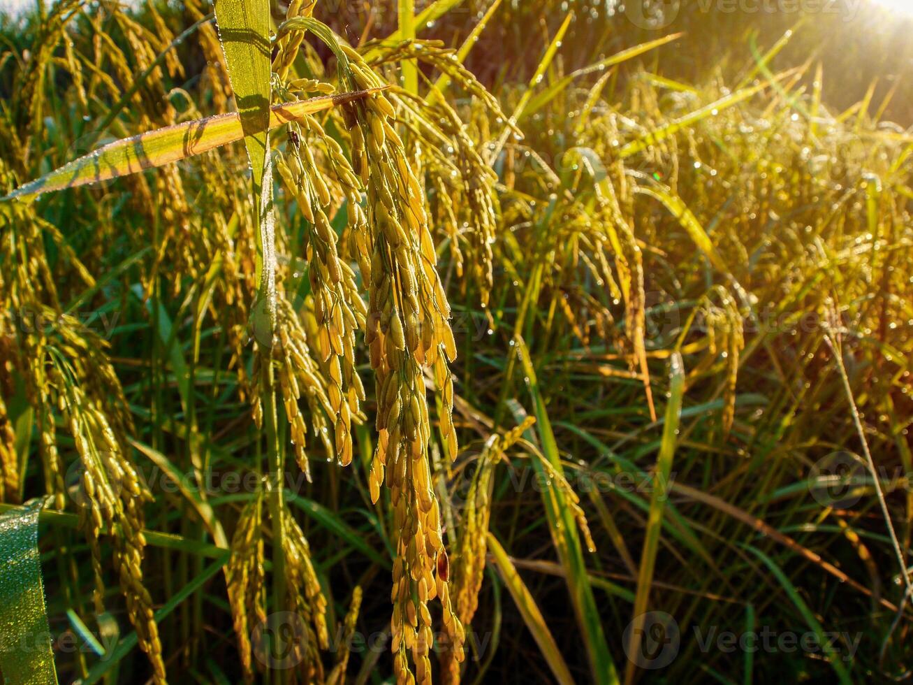 campo de arroz ao pôr do sol. foto