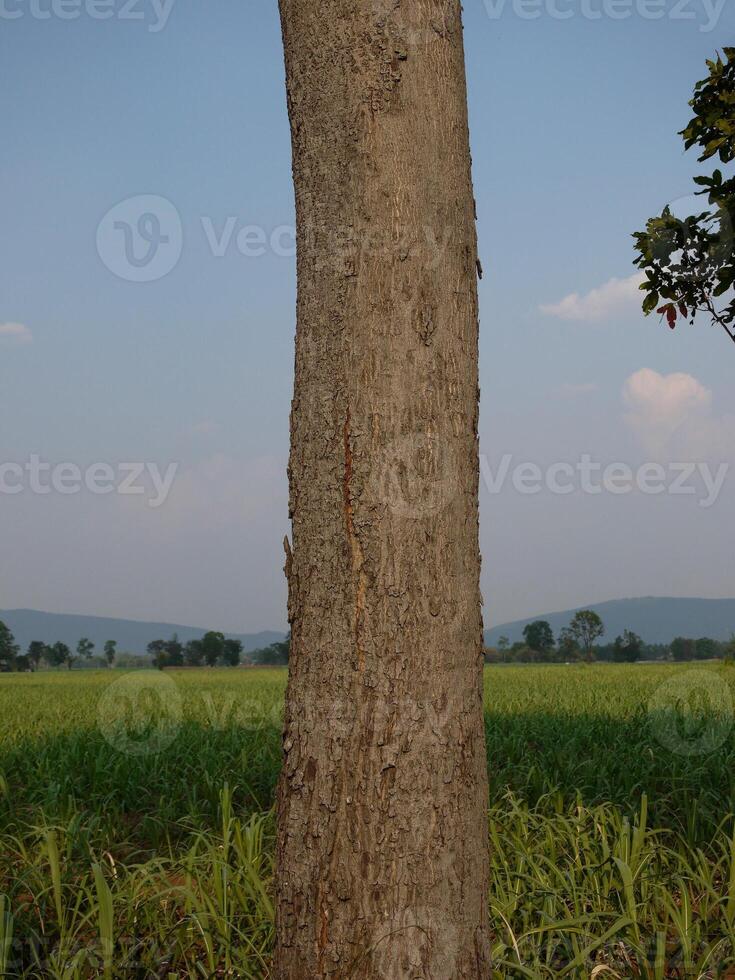 árvore tronco isolado a partir de fundo foto