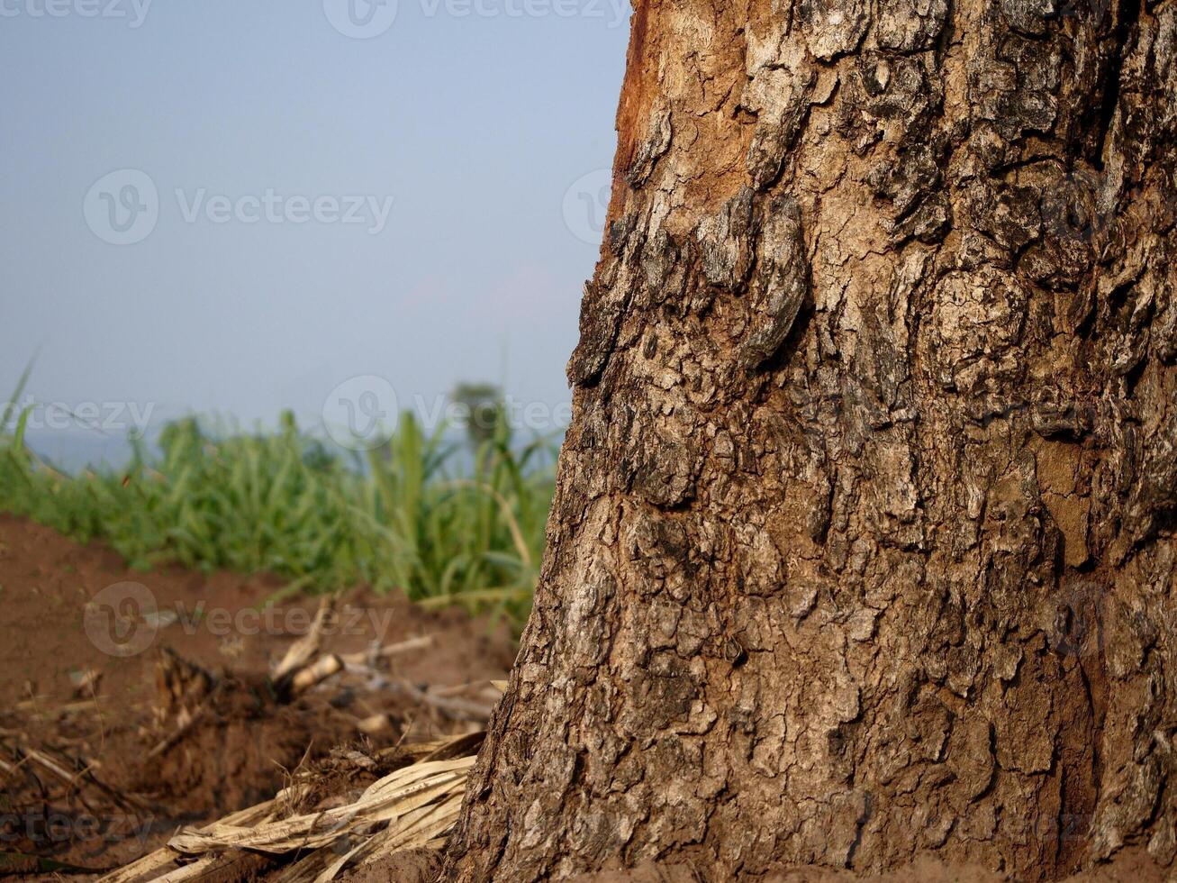 árvore tronco isolado a partir de fundo foto