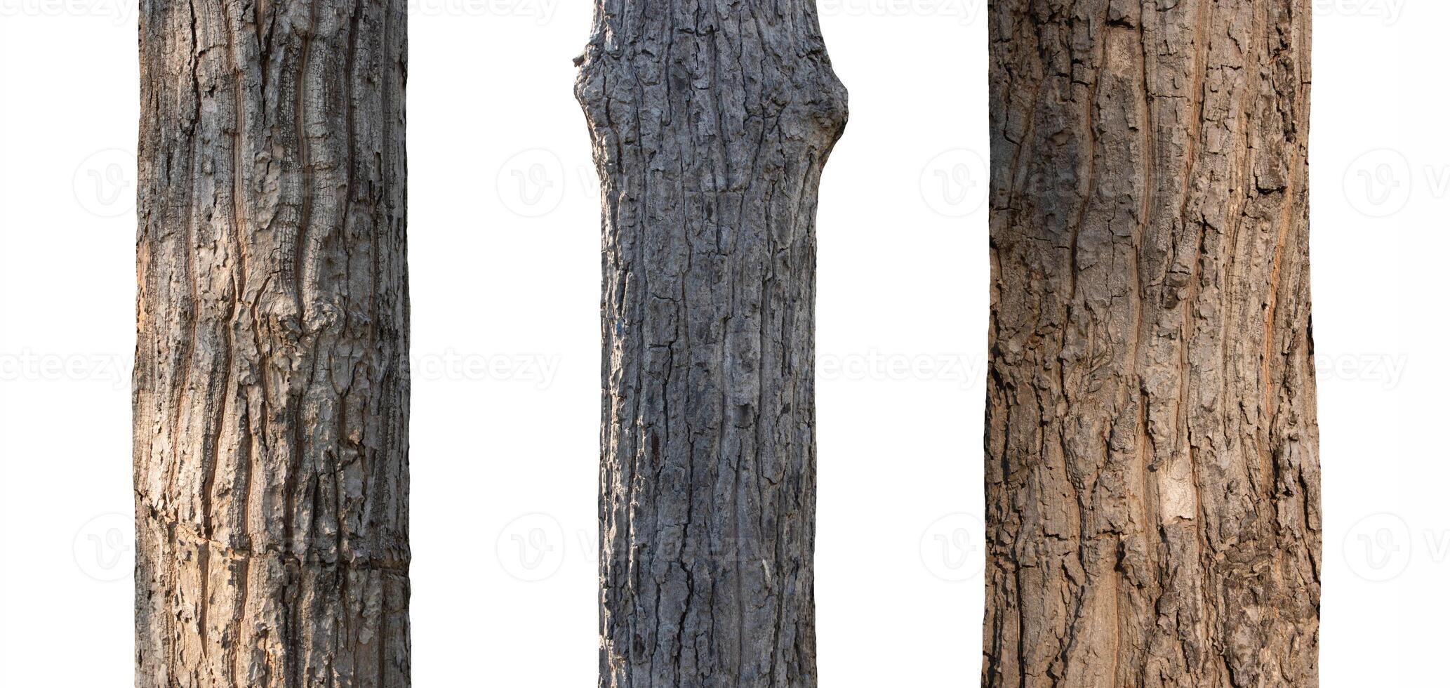 isolado árvore tronco coleção em branco pano de fundo foto