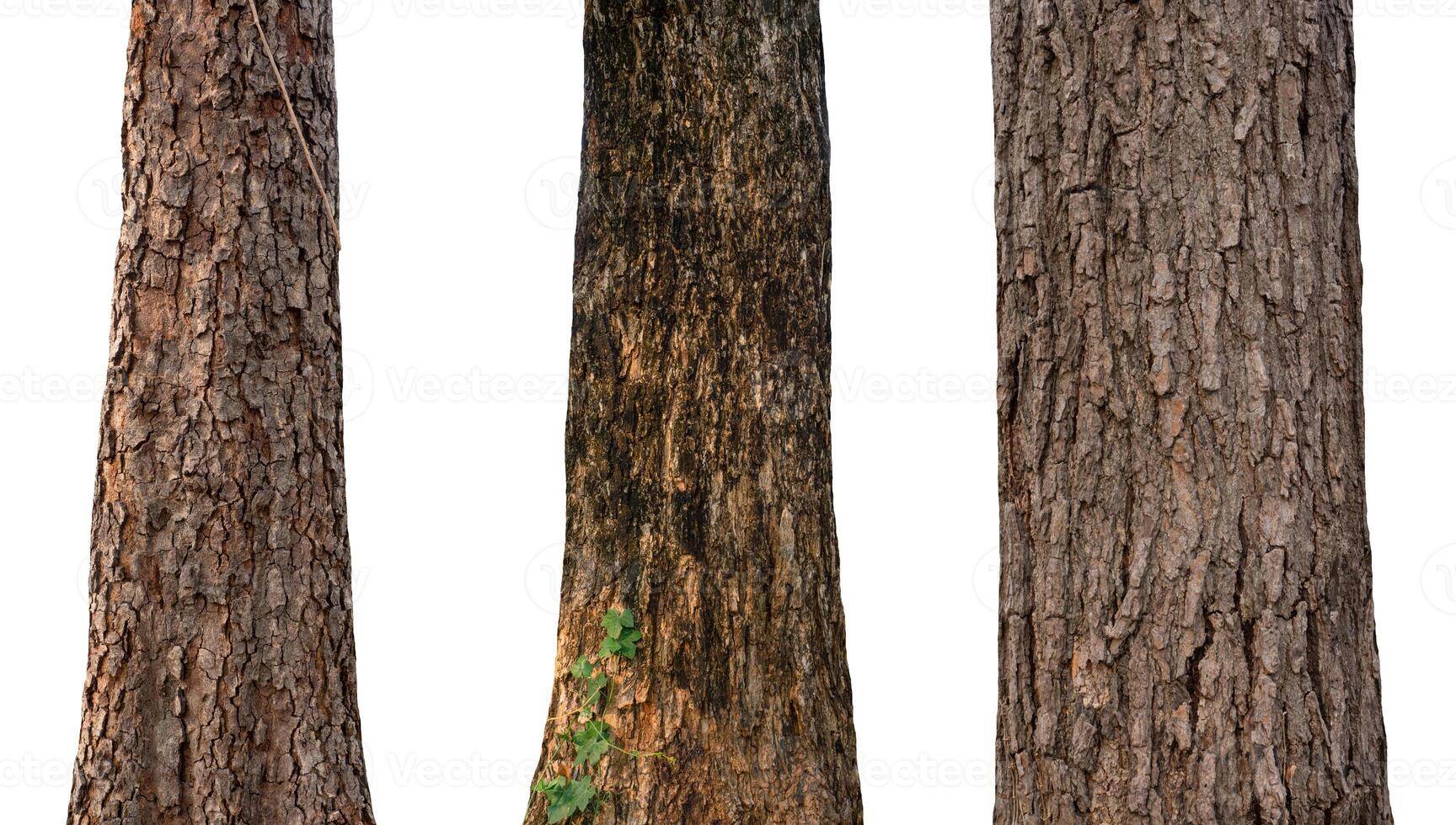 isolado árvore tronco coleção em branco pano de fundo foto