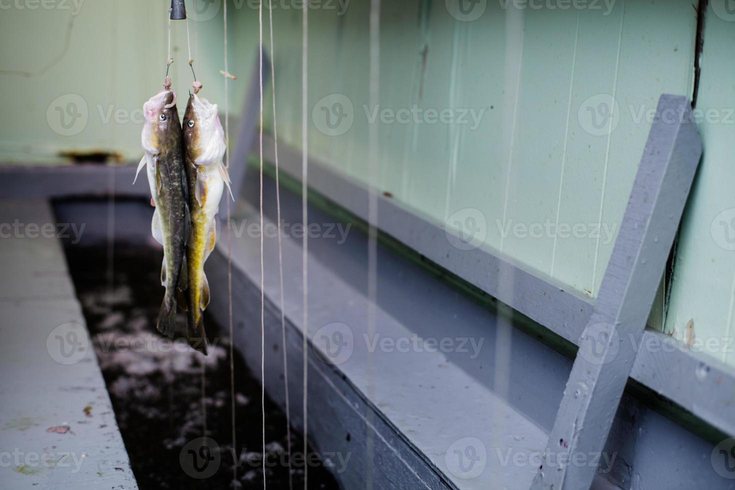 dois tomcod fisgados em uma linha de pesca dentro da cabine foto