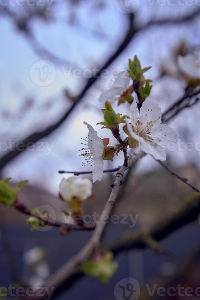 Damasco flores em uma árvore, fundo foto