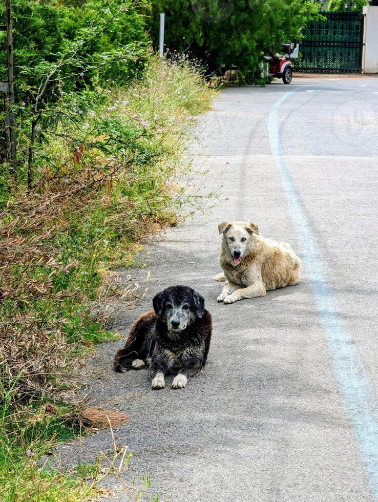 velho cachorros mentira em a lado do a estrada dentro Istambul foto