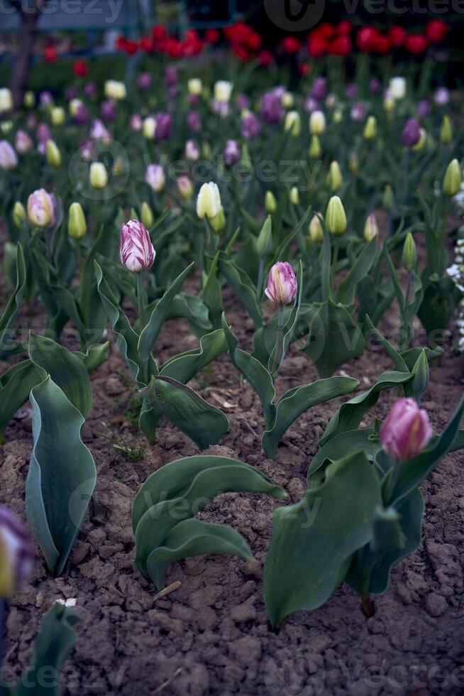 tulipas depois de a chuva dentro a Primavera jardim foto