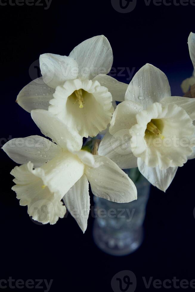 narcisos dentro uma cristal vaso em uma Preto fundo foto