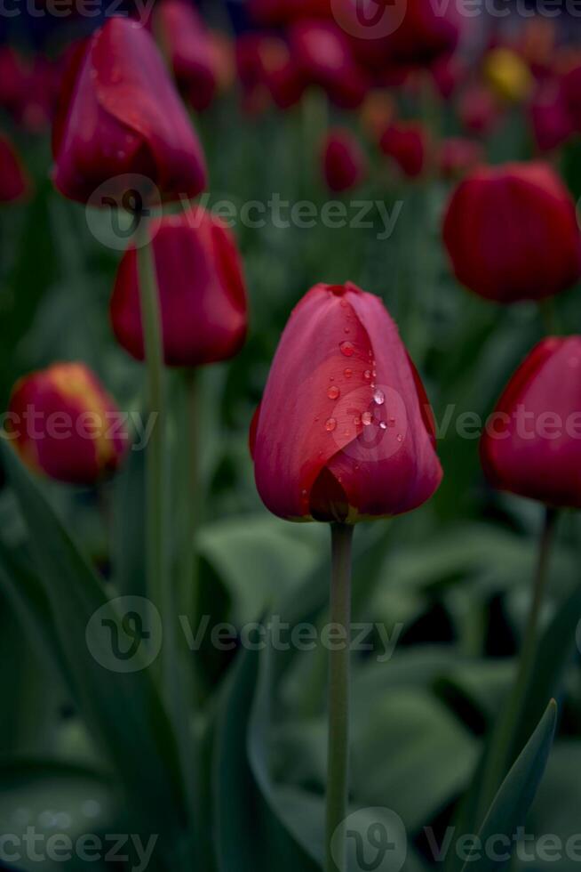 tulipas depois de a chuva dentro a Primavera jardim foto