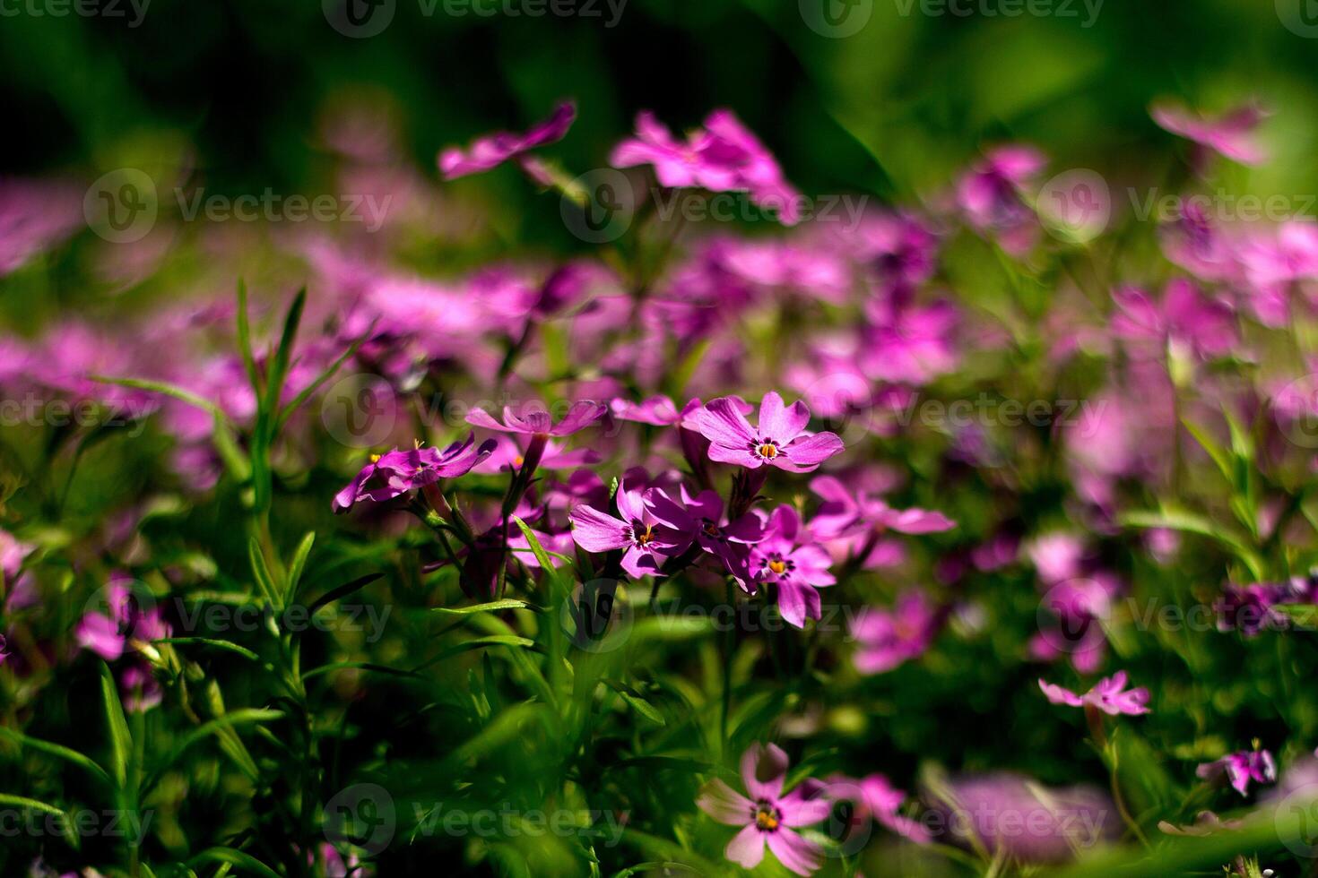 florescendo verbena dentro uma Primavera jardim. padronizar com pequeno Rosa verbena flores foto