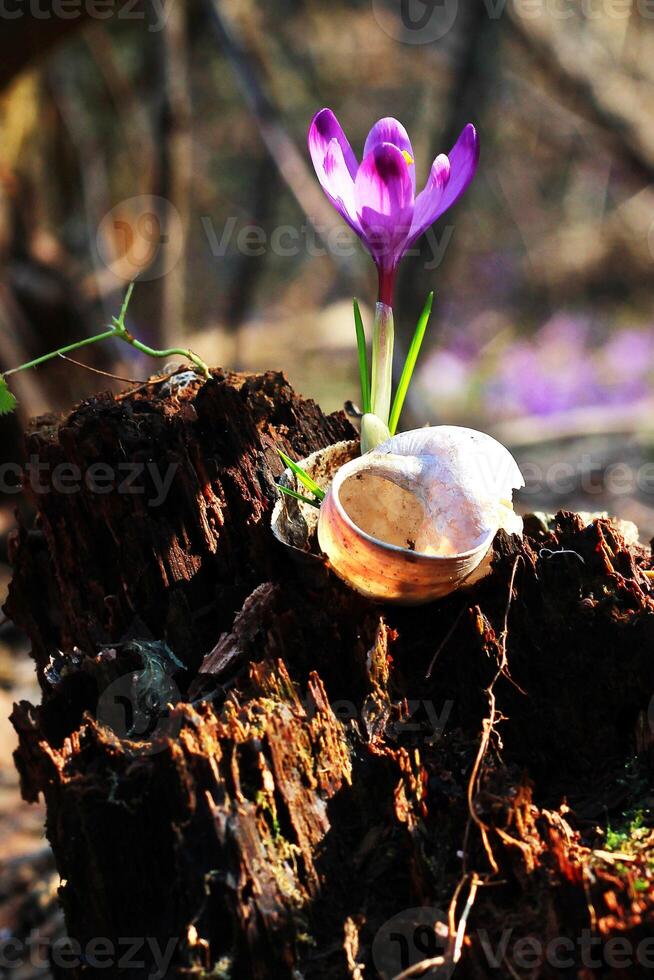 roxa açafrão crescendo dentro a velho registro cabine e uma Caracol concha. açafrão. restauração do terra foto