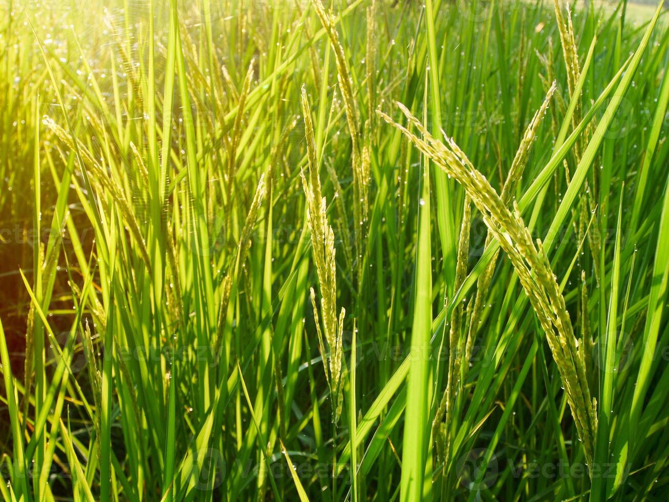 arroz campo dentro a manhã. foto