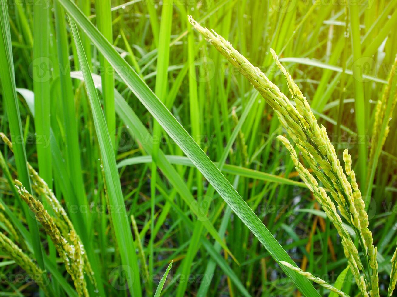 arroz campo dentro a manhã. foto