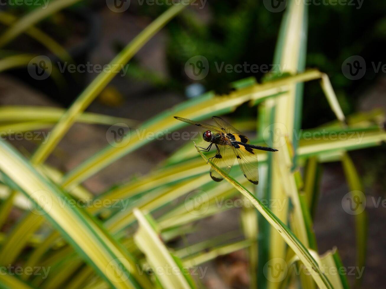 amarelo libélula empoleirado em a folha. fechar-se do libélula. meio-dia. verde fundo foto