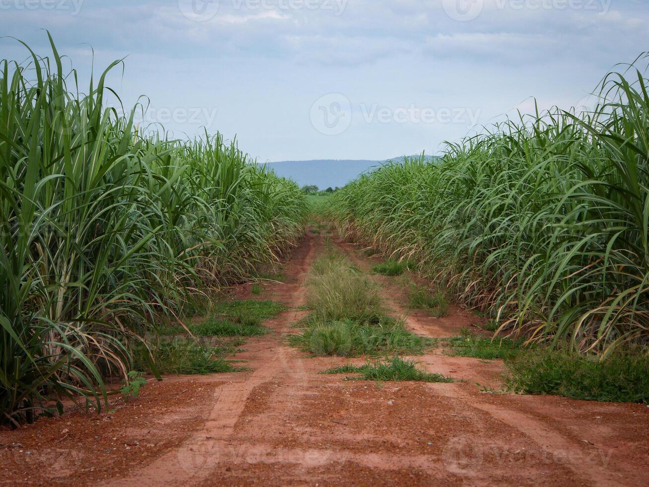 cana de açúcar plantações, o agricultura tropical plantar dentro tailândia, árvores crescer a partir de a terra em uma Fazenda dentro a colheita em uma sujeira estrada com brilhante céu foto