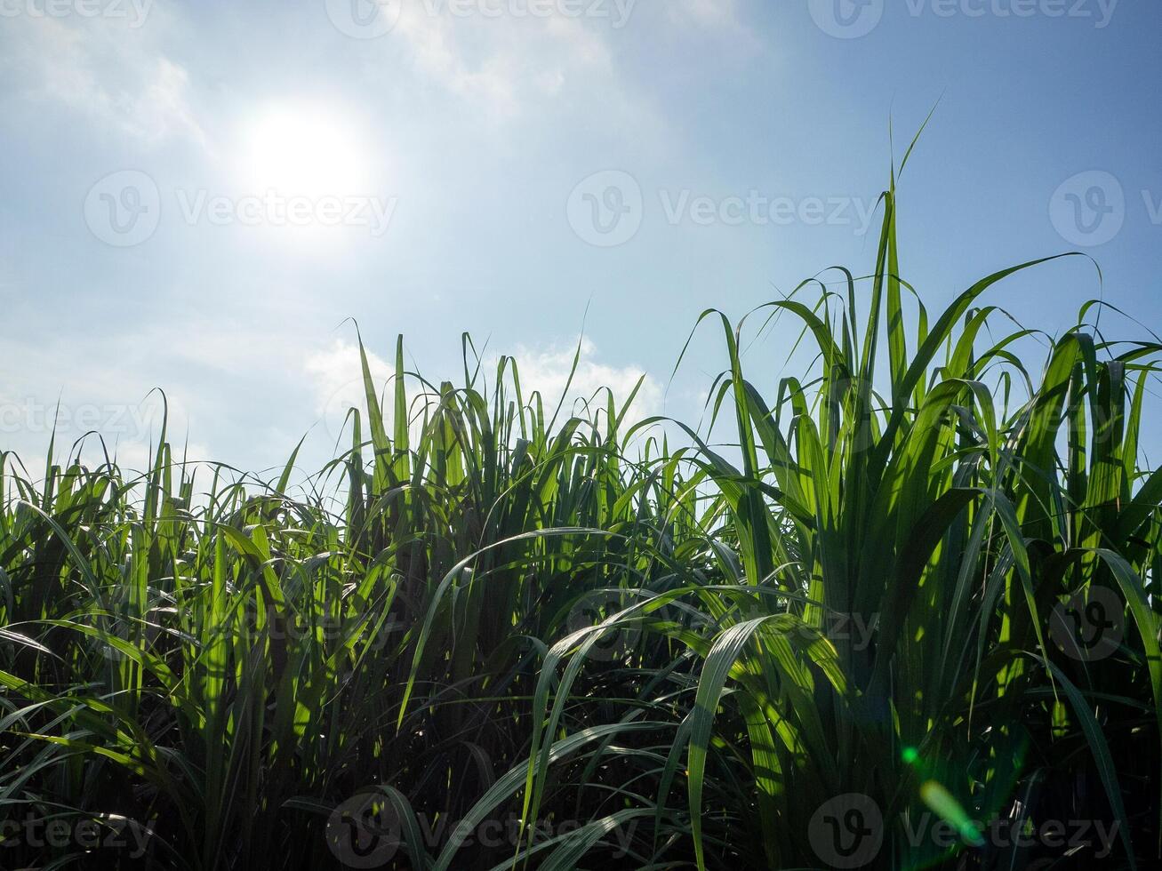 cana de açúcar campo às pôr do sol foto