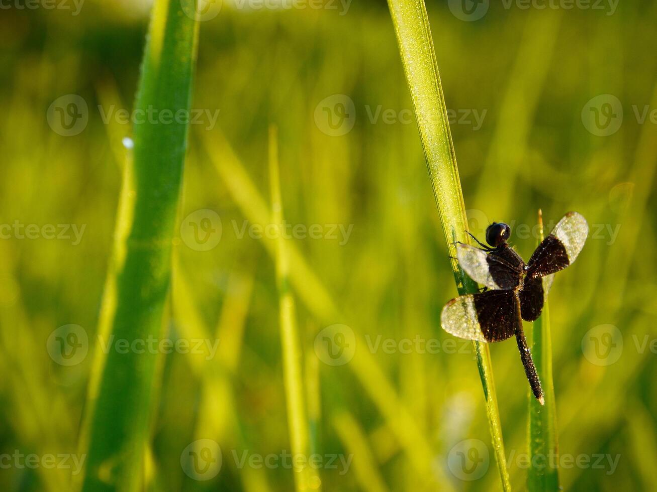 amarelo libélula empoleirado em a folha. fechar-se do libélula. meio-dia. verde fundo foto