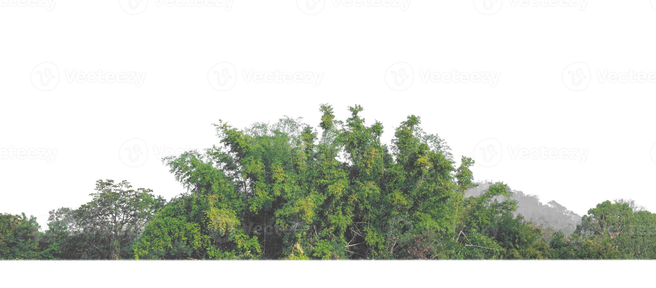 árvores verdes isoladas no fundo branco. floresta e folhas em fileiras de árvores e arbustos de verão foto