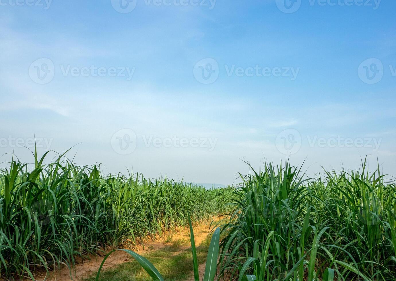 cana de açúcar campo às pôr do sol foto