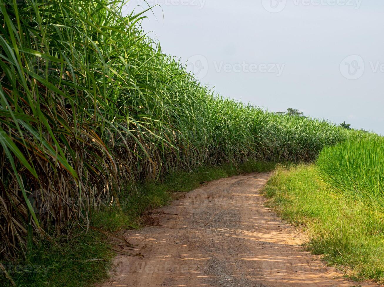 campo de cana-de-açúcar ao nascer do sol na tailândia foto