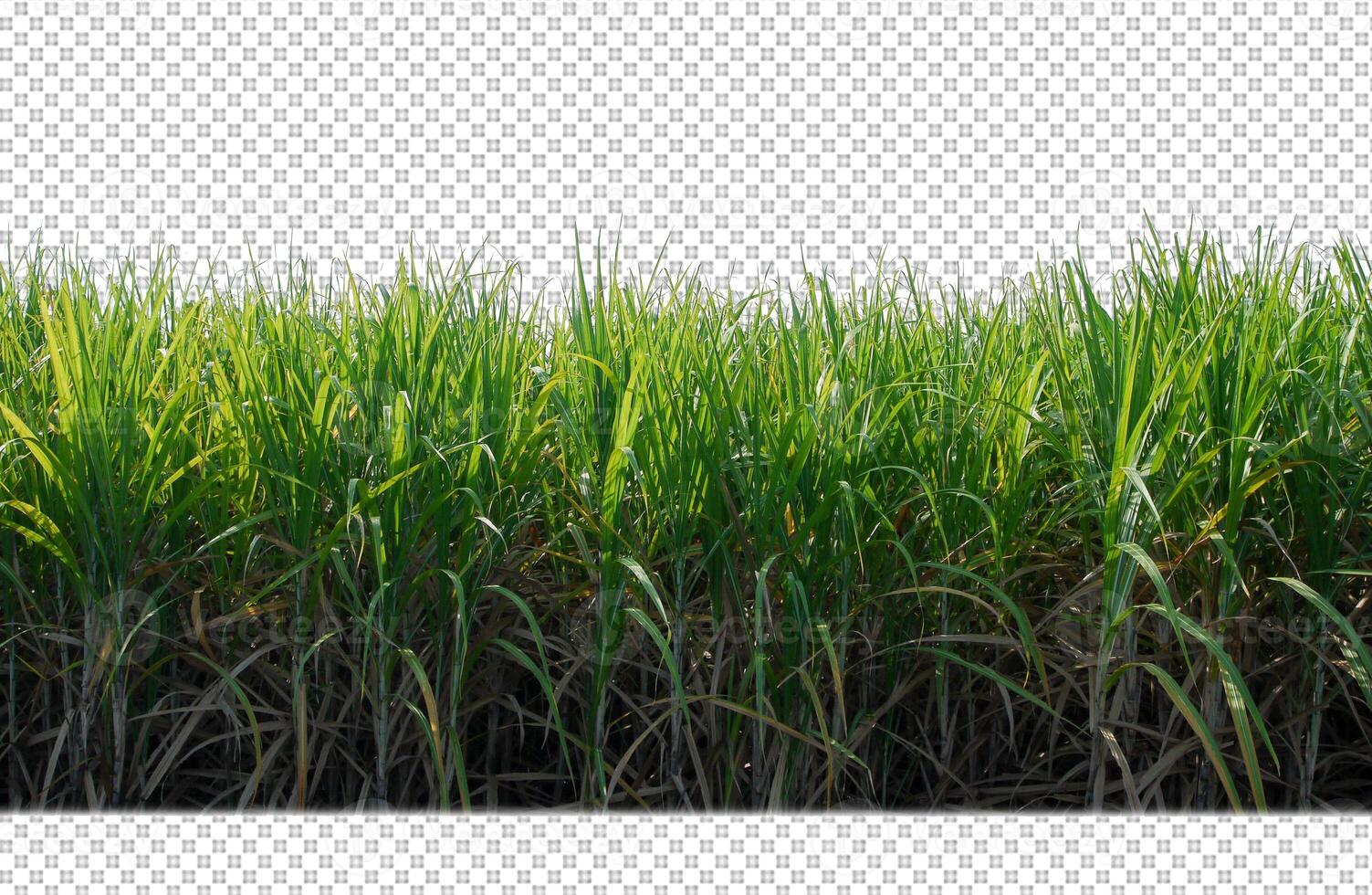 cana-de-açúcar em fundo de imagem transparente com traçado de recorte foto