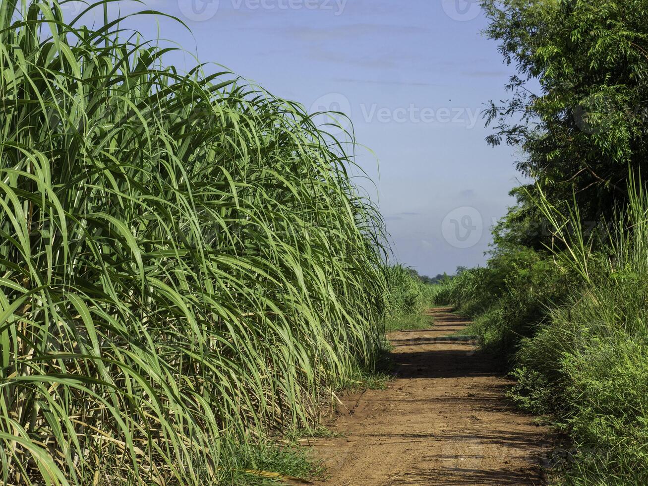 campo de cana-de-açúcar ao nascer do sol na tailândia foto