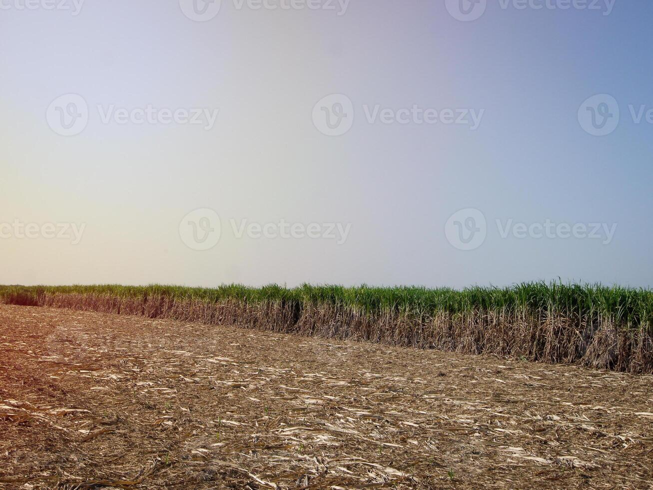 plantações de cana-de-açúcar, a planta tropical agrícola na tailândia. foto