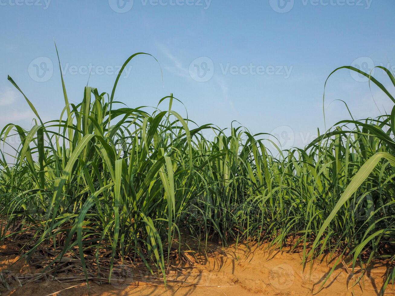 plantações de cana-de-açúcar, a planta tropical agrícola na tailândia foto