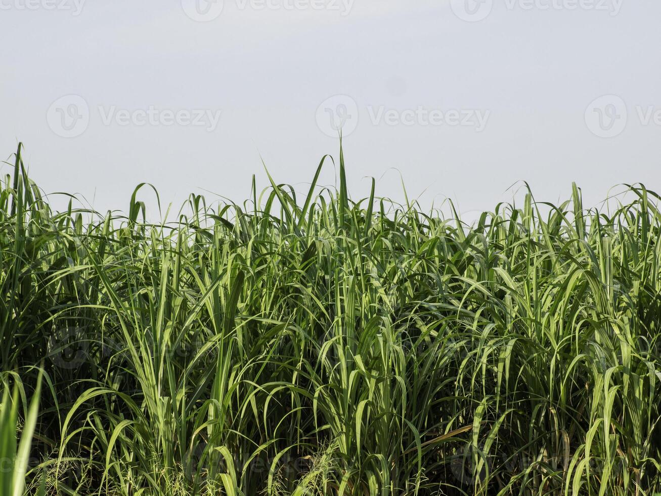 campo de cana-de-açúcar ao nascer do sol na tailândia foto