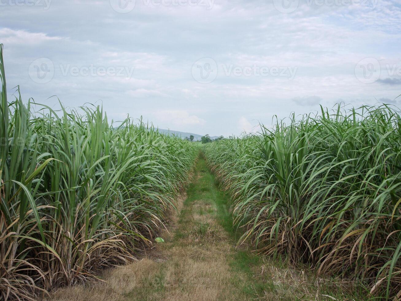 cana de açúcar plantações, o agricultura tropical plantar dentro tailândia, árvores crescer a partir de a terra em uma Fazenda dentro a colheita em uma sujeira estrada com brilhante céu foto