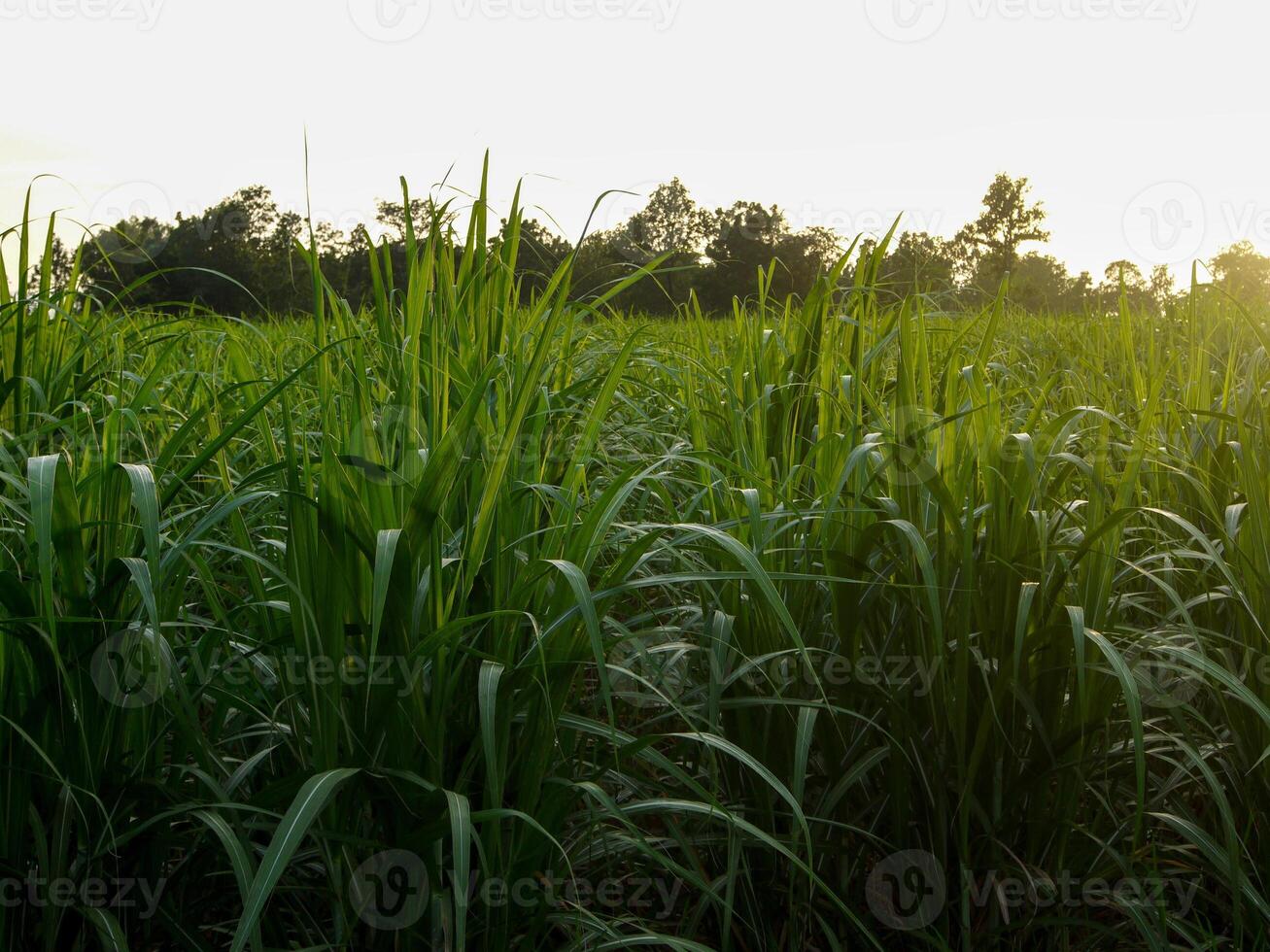 plantações de cana-de-açúcar, a planta tropical agrícola na tailândia. foto