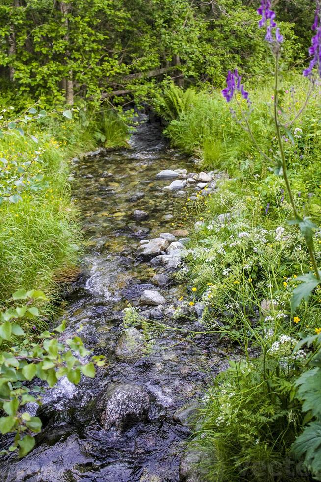 pequeno belo rio natural na floresta de hemsedal, noruega. foto