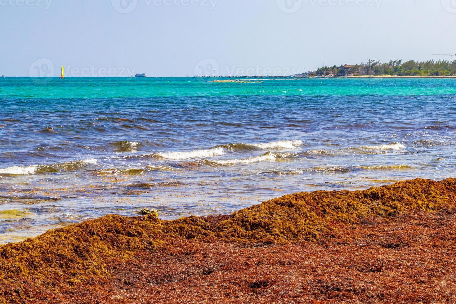 alga vermelha muito nojenta sargazo praia playa del carmen méxico. foto