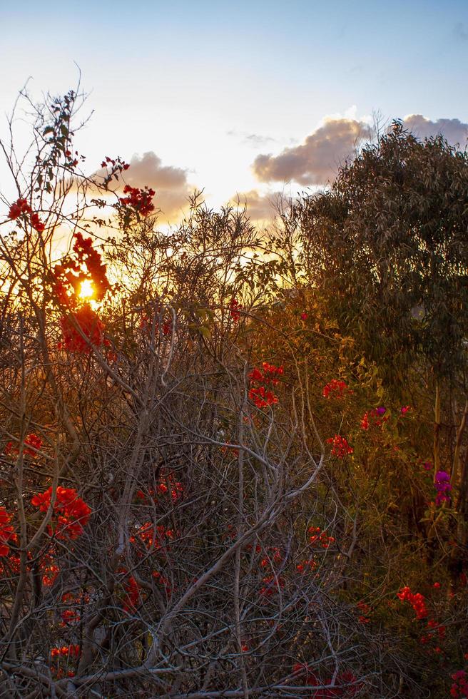 nascer do sol no jardim em gran canaria foto