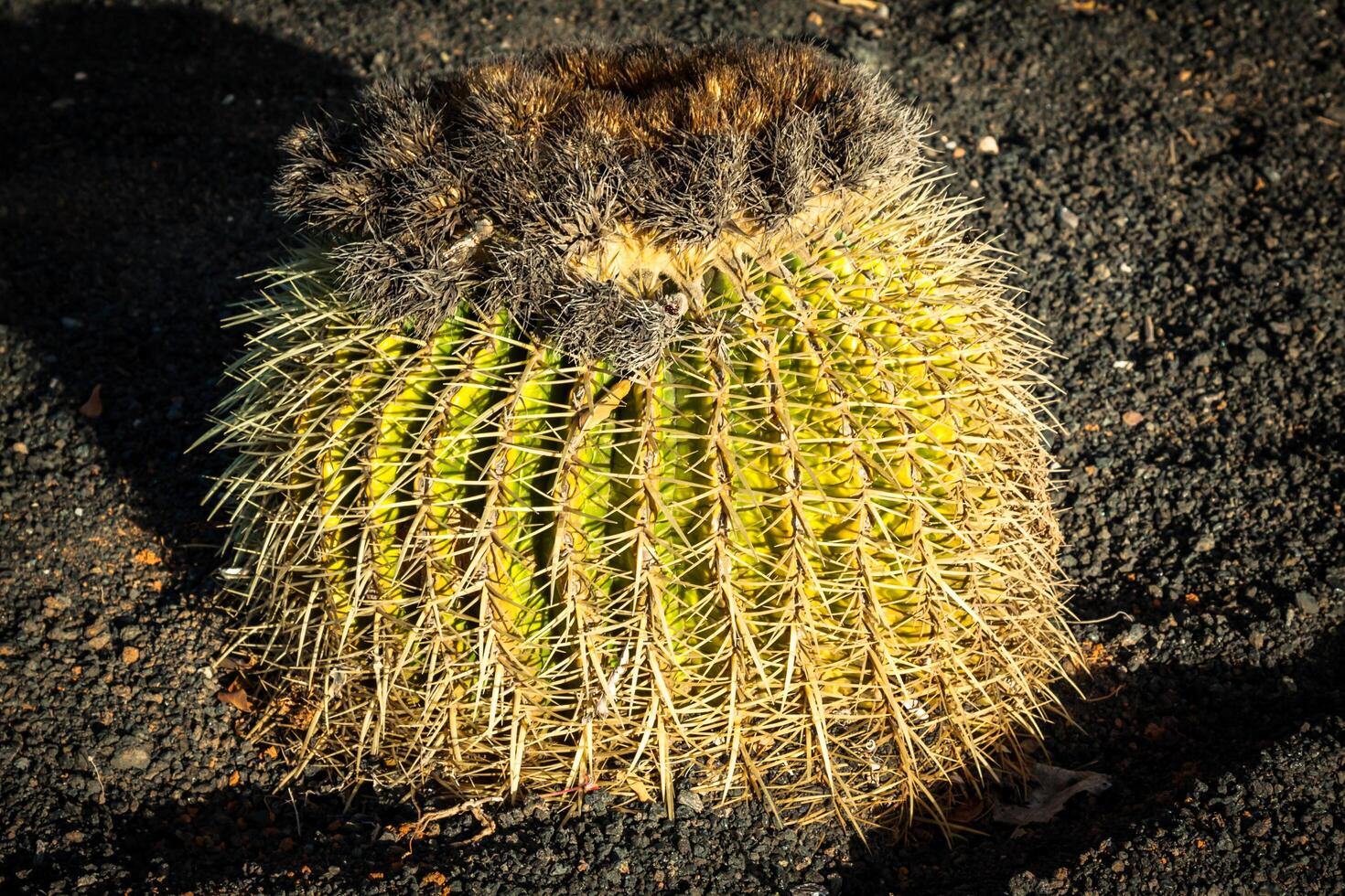 volta suculento plantar cacto crescendo em uma pedras terra foto