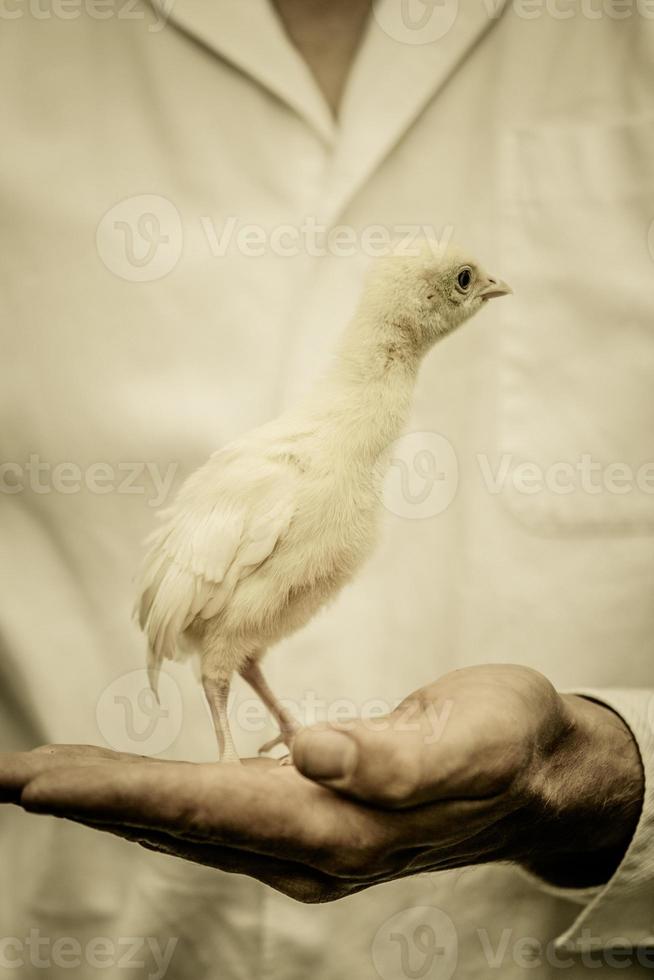 fazendeiro segurando um peru bebê foto
