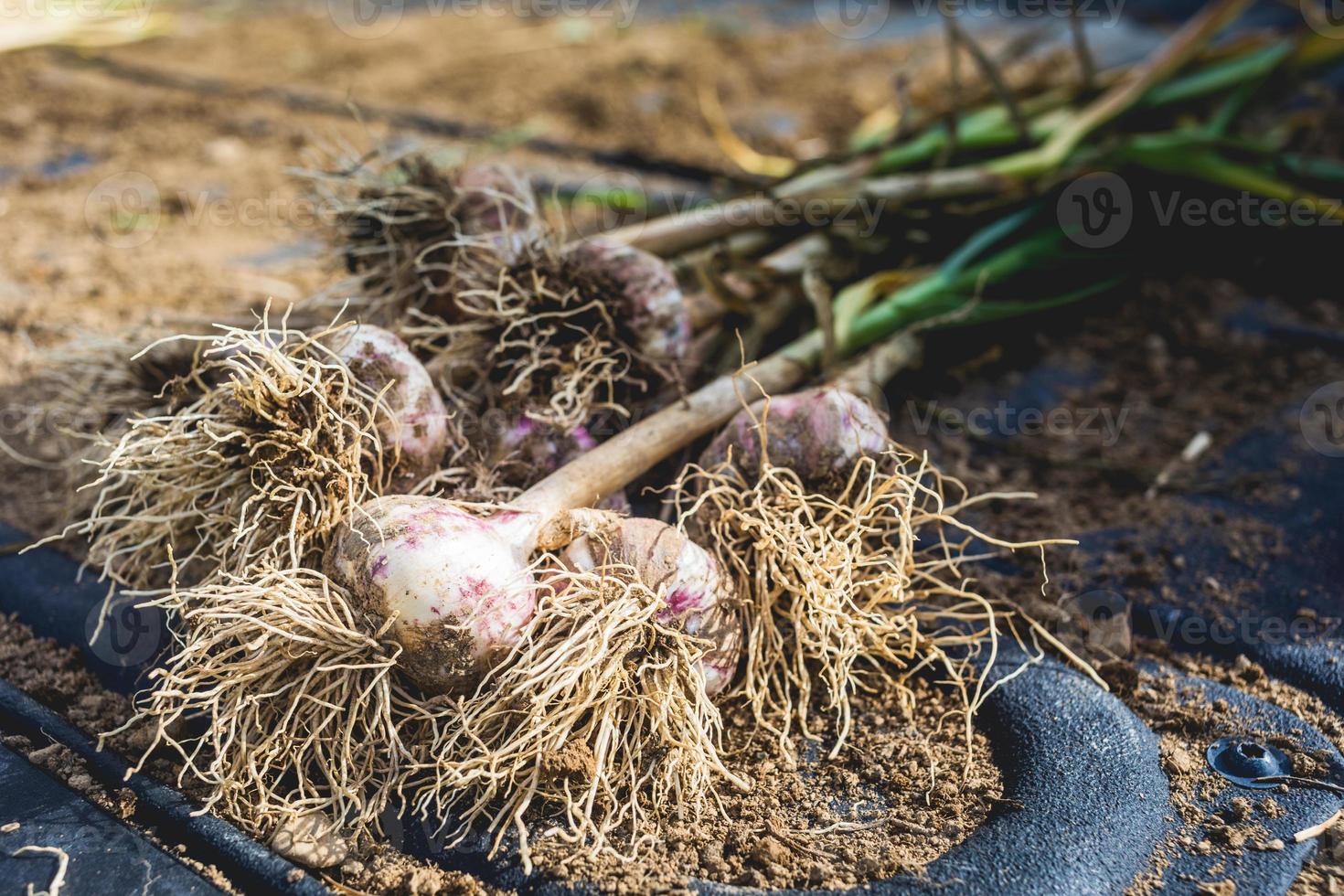 bulbos de alho recém colhidos no solo e na sujeira foto