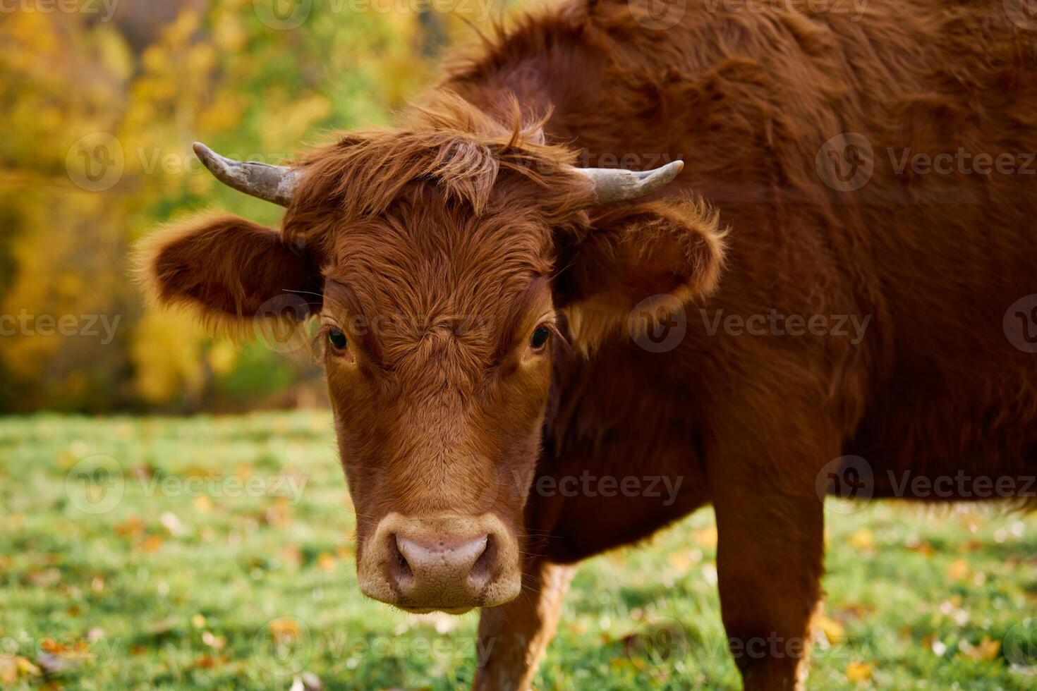 Castanho vaca pastar em campo com verde Relva foto