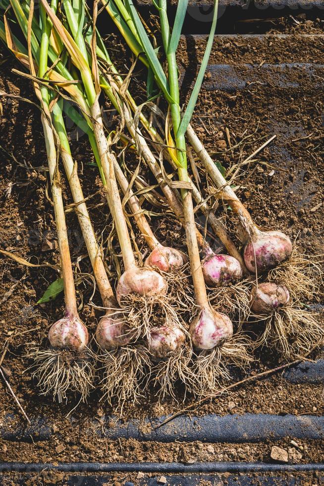 bulbos de alho recém colhidos no solo e na sujeira foto