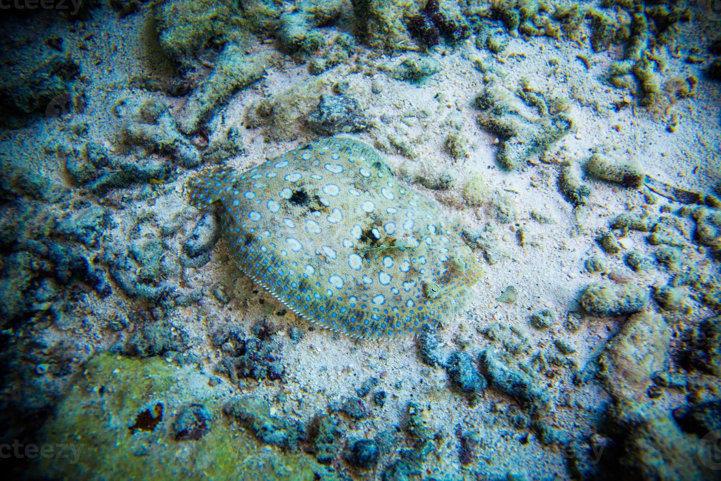 bothus lunatus de peixes chatos foto