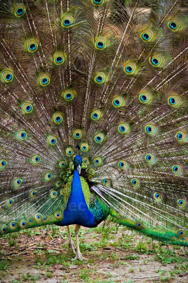 linda textura de pavão foto