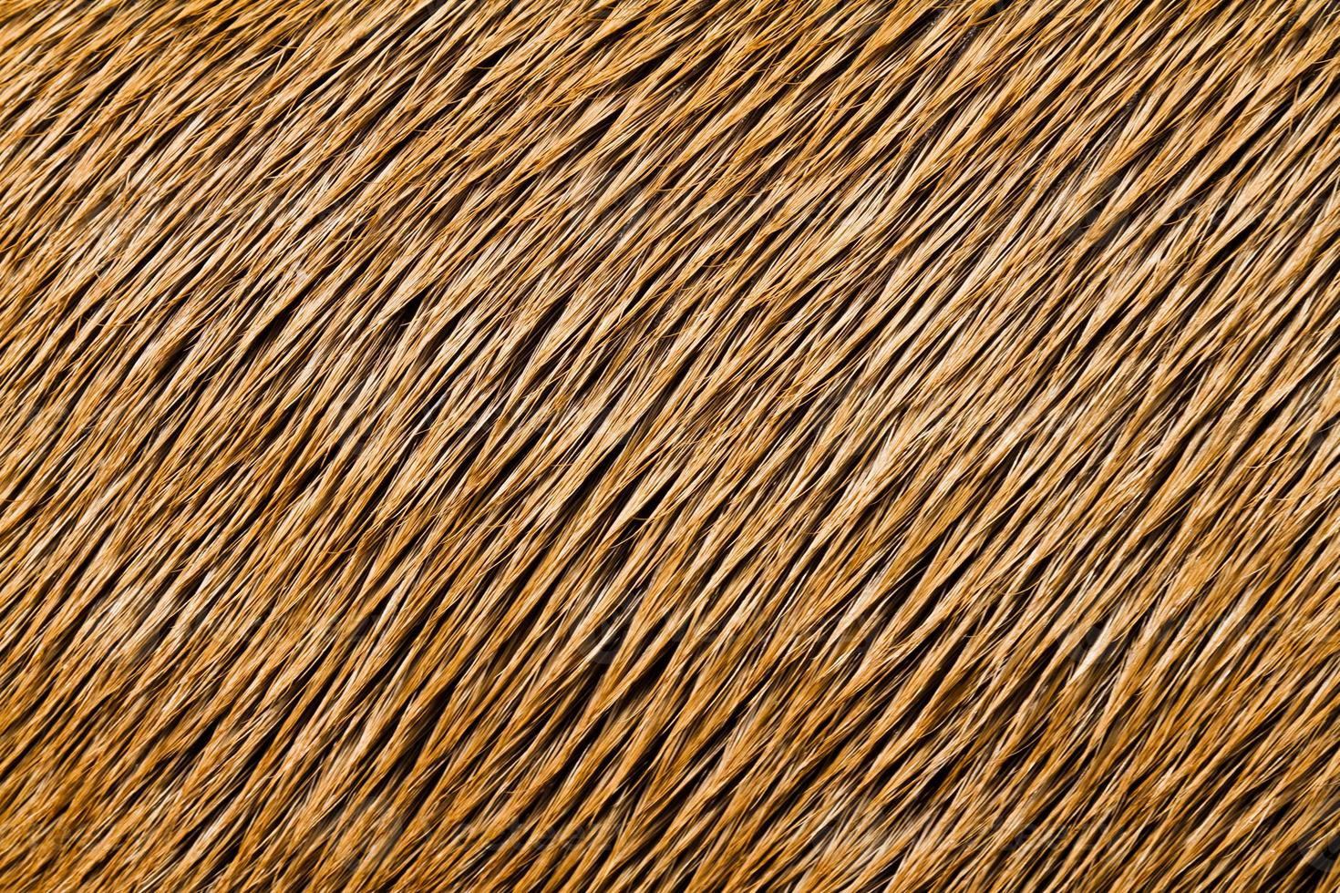 textura de cabelo de animal foto