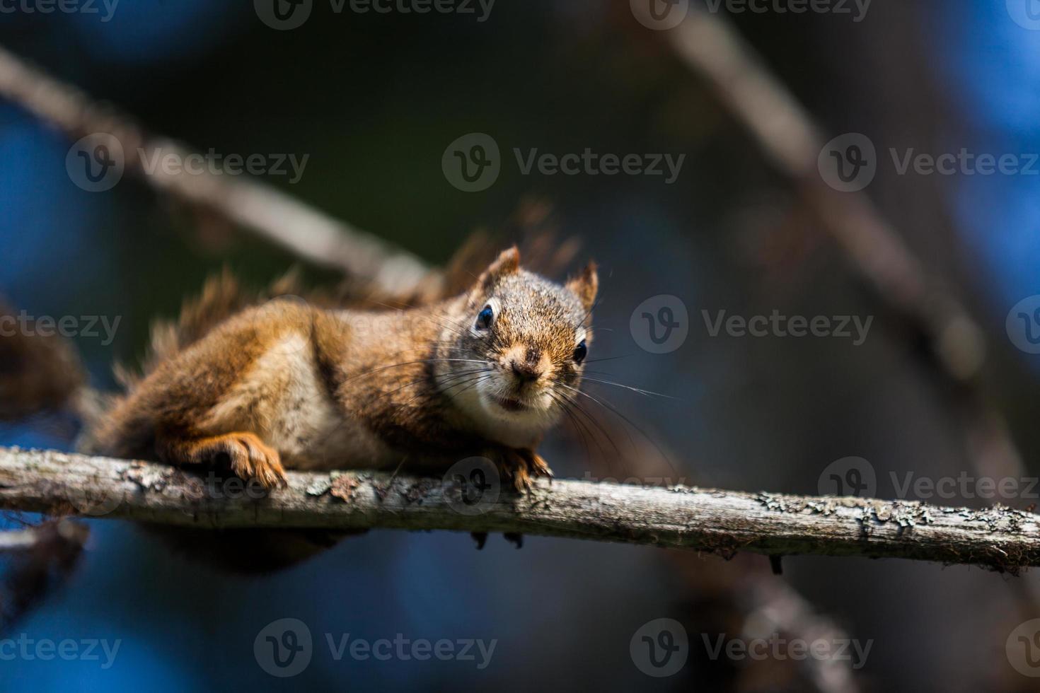 close-up de um esquilo-vermelho em uma árvore. foto